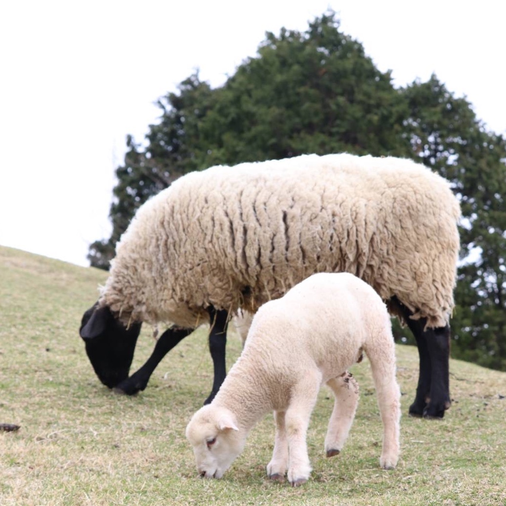 イギリスと羊 | BRITISH MADE Staff blog