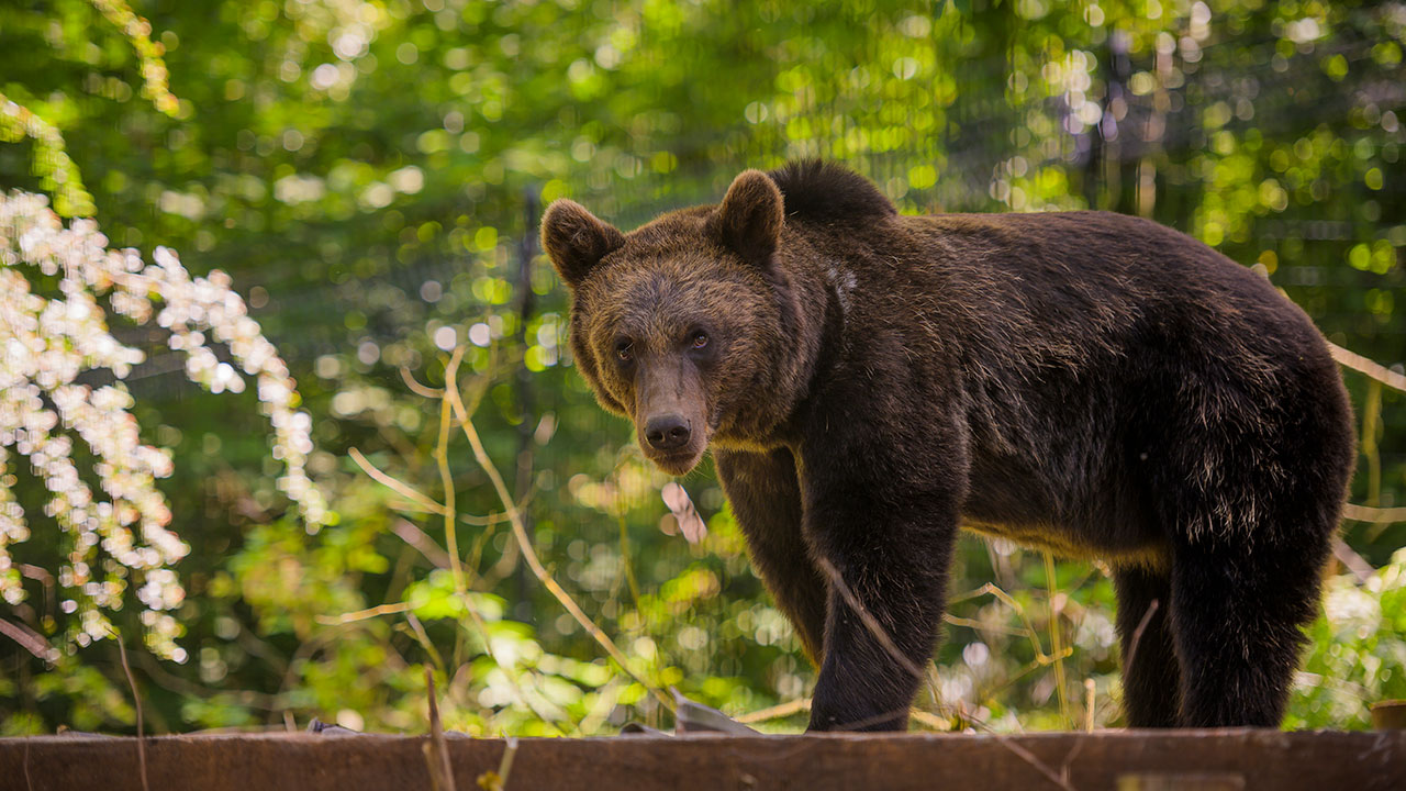 イギリスの天然林でクマに出会うことのできる場所 | BRITISH MADE